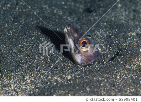 Anago lurking in the sand Anago lurking in the sand 65908401