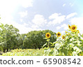 Sky and sunflower field 65908542