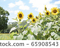 Sky and sunflower field 65908543