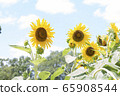 Sky and sunflower field 65908544