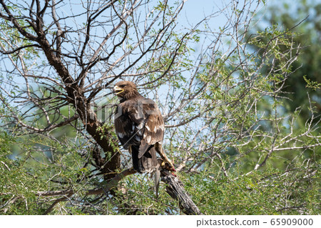 Greater spotted eagle or spotted eagle or Clanga clanga portrait with a spiny tailed lizard kill sitting on tree branch with blue sky in background at tal chhapar sanctuary rajasthan India Greater spotted eagle or spotted eagle or Clanga clanga portrait with a spiny tailed lizard kill sitting on tree branch with blue sky in background at tal chhapar sanctuary rajasthan India 65909000