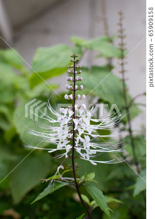 白鬍子花 65909158