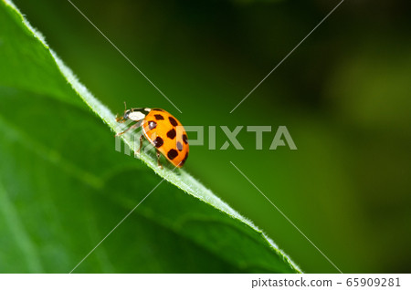 Ladybird close-up climbing up a green leaf. Green Ladybird close-up climbing up a green leaf. Green 65909281