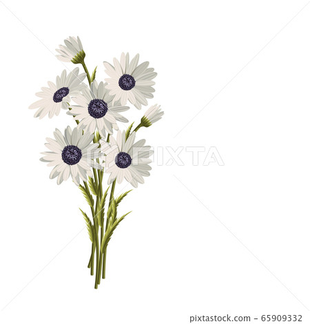 Beautiful white daisies on white background. Floral vector background 65909332
