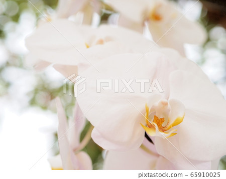 白色蘭花花 白色蘭花花 65910025