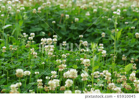 May Fields of Inagi 246 white clover, bean family, clover 65910045