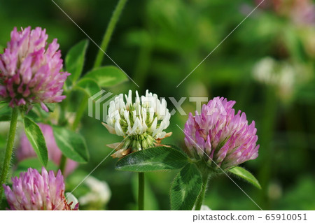 May Inagi 240 Murasaki Mekusa / Mameka 65910051