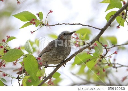 荒尾市四山神社 65910080