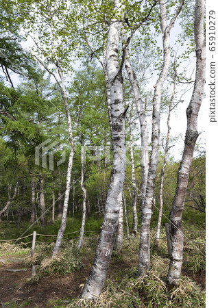 To木縣日光市的千疊原長廊 65910279