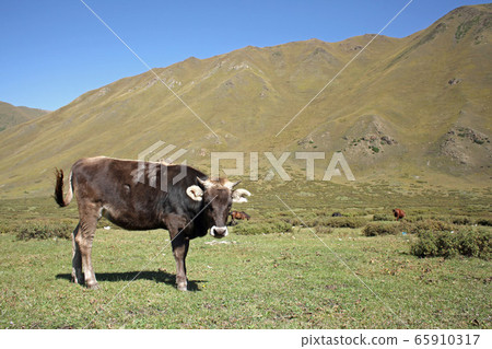 A cow grazing in the grasslands of Xinjiang. 2019/8/30 65910317