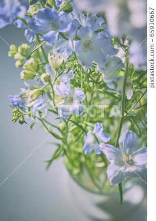 blue flower	 65910667