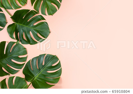 Tropic leaf background tropical foliage 65910804
