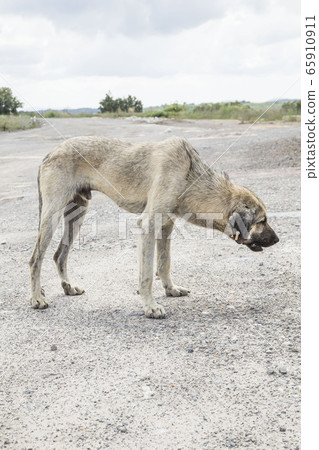 poor and skinny street dog eating something poor and skinny street dog eating something 65910911