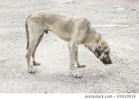 poor and skinny street dog eating something poor and skinny street dog eating something 65910914