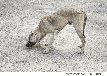 a poor and skinny street dog feeding a poor and skinny street dog feeding 65910915