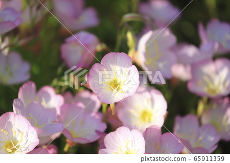 Day Saki月見草 65911359