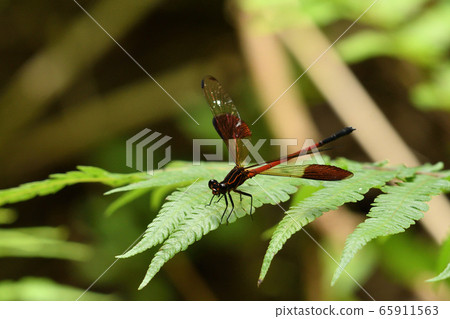 Konaka Hagro Dragonfly Male Male Euphaea yayeyamana 65911563