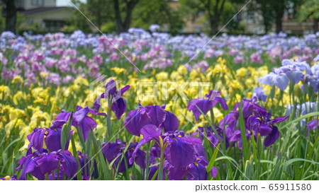 花鳶尾花-淺草公園- 65911580