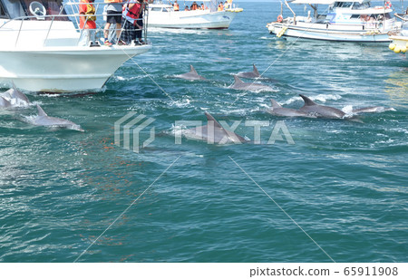 Dolphin, dolphin watching Dolphin, dolphin watching 65911908