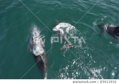 海豚，觀賞海豚 65911918