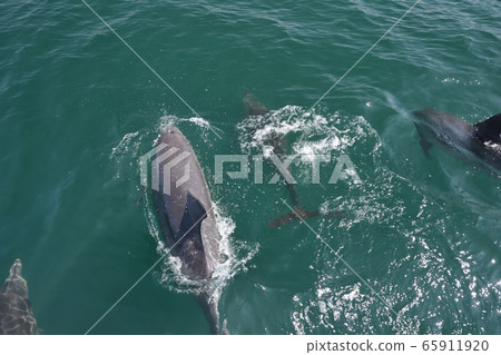 海豚，觀賞海豚 65911920