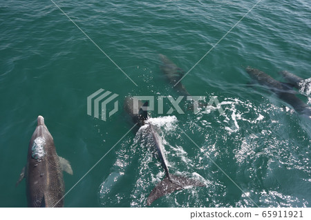 Dolphin, dolphin watching Dolphin, dolphin watching 65911921