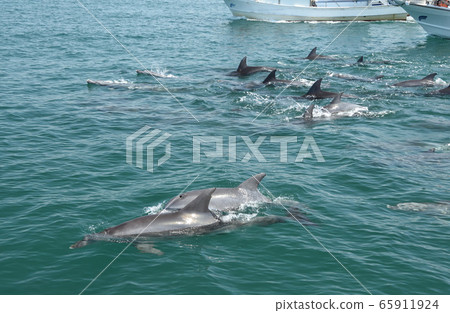 Dolphin, dolphin watching Dolphin, dolphin watching 65911924