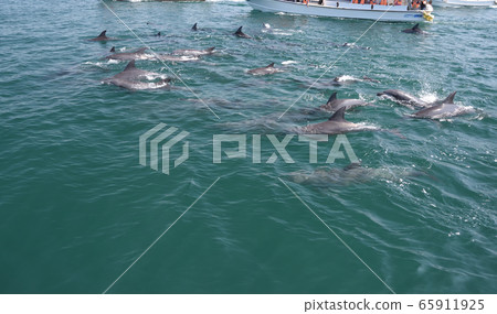 Dolphin, dolphin watching Dolphin, dolphin watching 65911925