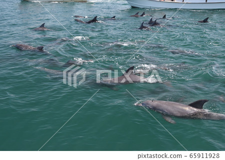 海豚,觀賞海豚 海豚,觀賞海豚 65911928