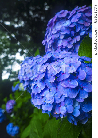 [Kanagawa] Hydrangea flowers at Hasedera, Kamakura 65912775