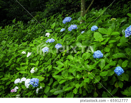 [Kanagawa] Hydrangea flowers at Hasedera, Kamakura 65912777