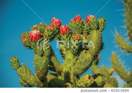 Green cactus bush with colorful flowers 65913084