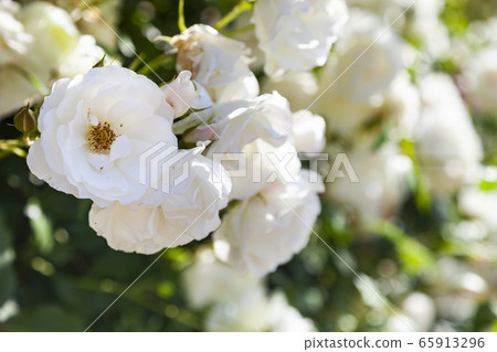 White climbing roses close-up. White climbing roses close-up. 65913296