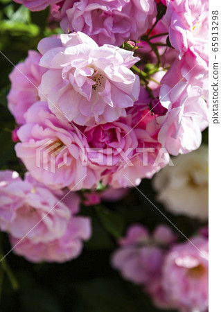 Pink climbing rose closeup. Pink climbing rose closeup. 65913298