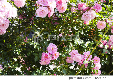 Pink climbing rose closeup. 65913300