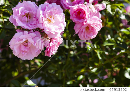 Pink climbing rose closeup. 65913302