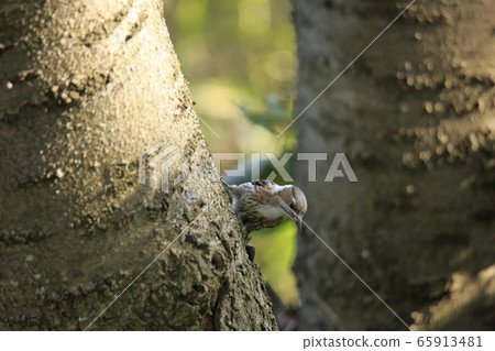 Arao City Yotsuyama Shrine Kogella, Arao City Yotsuyama Shrine Kogella, 65913481