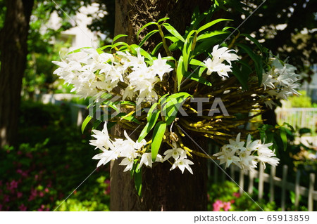 拍攝於2020年5月23日:“白色的附生蘭花盛開在遺址周圍道路上的樹木上” 拍攝於2020年5月23日:“白色的附生蘭花盛開在遺址周圍道路上的樹木上” 65913859