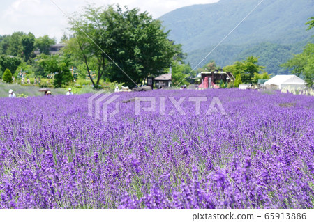 薰衣草花 薰衣草花 65913886