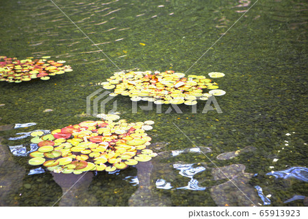 Bush floating in the pond Bush floating in the pond 65913923