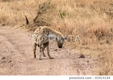 坦桑尼亞塞倫蓋蒂國家公園的斑鬣狗 65914194