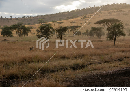 斑鬣狗追逐坦桑尼亞塞倫蓋蒂國家公園中看到的黑背jack狼 65914195