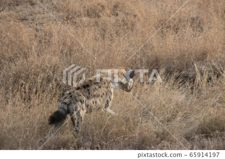 Spotted hyena in Serengeti National Park, Tanzania 65914197