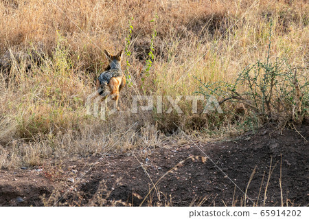 Black-backed jackal in the grasslands of Serengeti National Park, Tanzania Black-backed jackal in the grasslands of Serengeti National Park, Tanzania 65914202