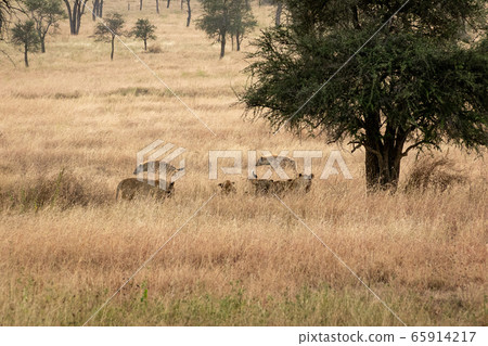 坦桑尼亞塞倫蓋蒂國家公園的草原上的獅子和斑鬣狗 65914217
