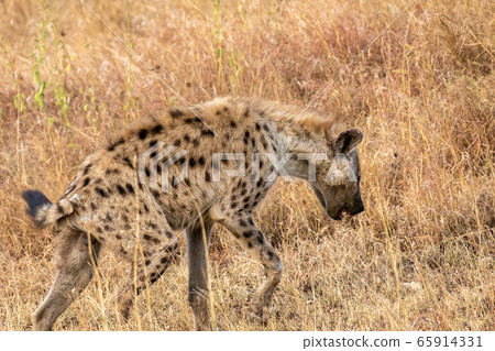 坦桑尼亞塞倫蓋蒂國家公園的斑鬣狗 65914331