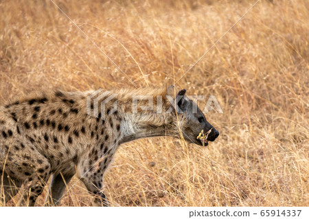 Side view of spotted hyena in Serengeti National Park, Tanzania Side view of spotted hyena in Serengeti National Park, Tanzania 65914337