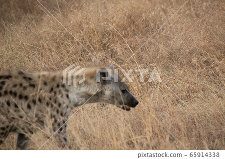 Side view of spotted hyena in Serengeti National Park, Tanzania Side view of spotted hyena in Serengeti National Park, Tanzania 65914338