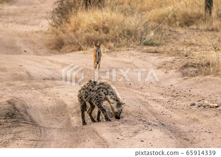 在坦桑尼亞的塞倫蓋蒂國家公園中看到斑點的鬣狗和黑背jack狼 在坦桑尼亞的塞倫蓋蒂國家公園中看到斑點的鬣狗和黑背jack狼 65914339
