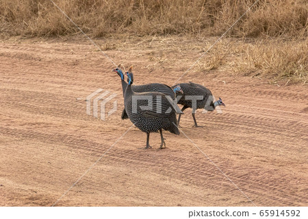 A group of guinea fowl seen in Serengeti National Park, Tanzania 65914592